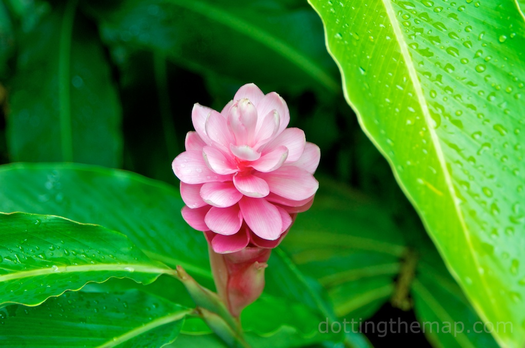 pink torch ginger in Hawaii