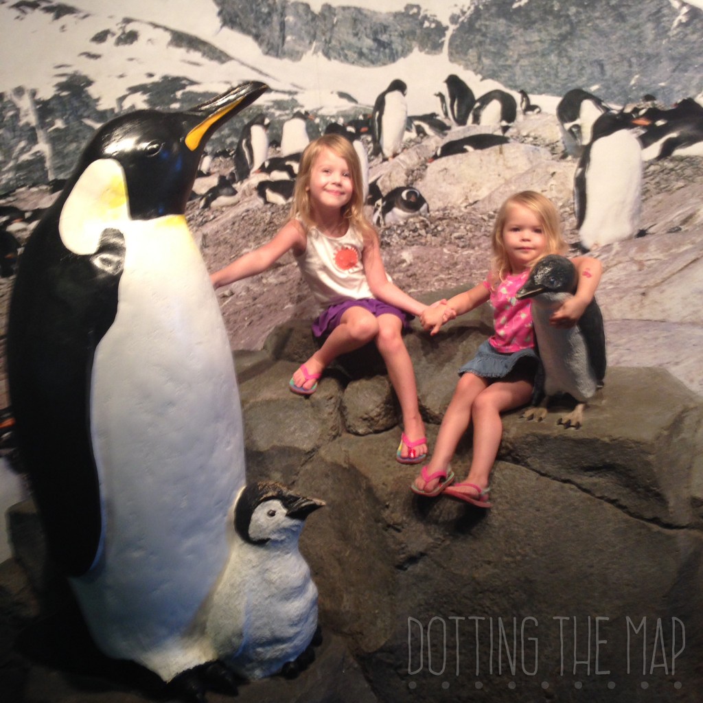 Tennessee Aquarium penguins