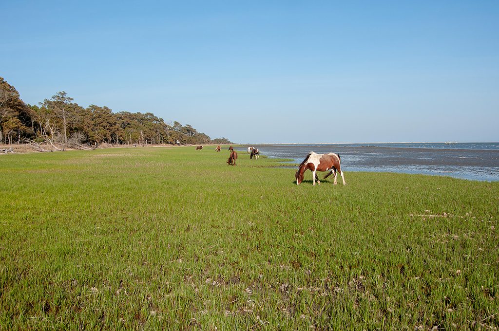 how to find the chincoteague ponies
