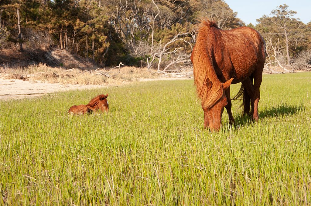 Chincoteague Island Foal