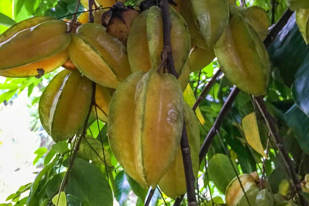 Arenal Vida Campesina