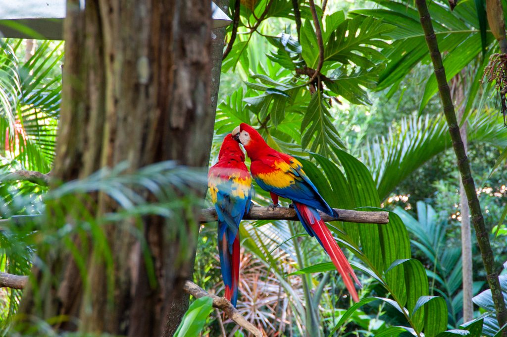 costa rican scarlet macaws