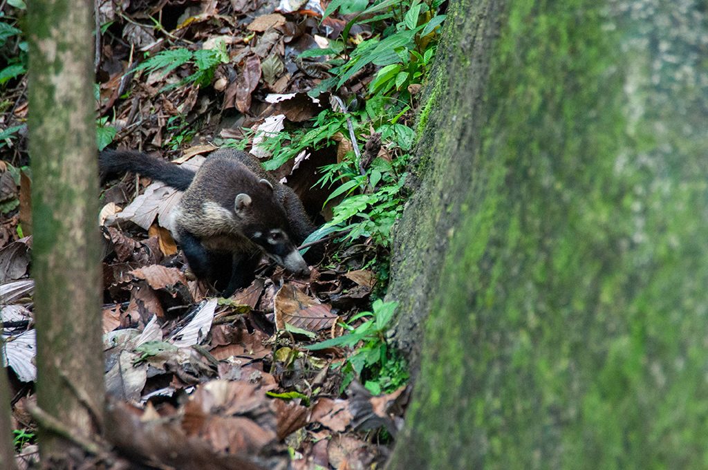 coatimundi mistico arenal