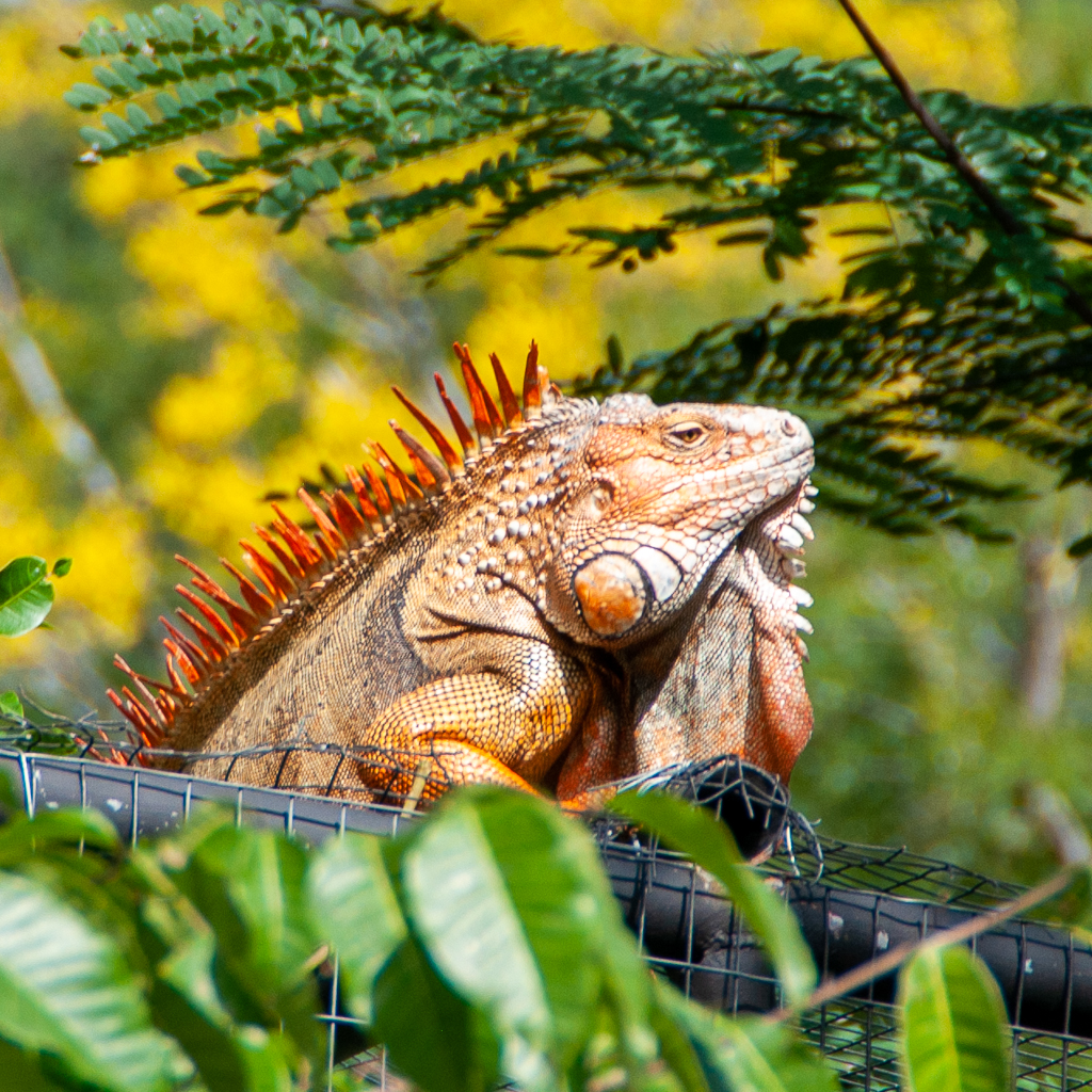 orange iguana costa rica