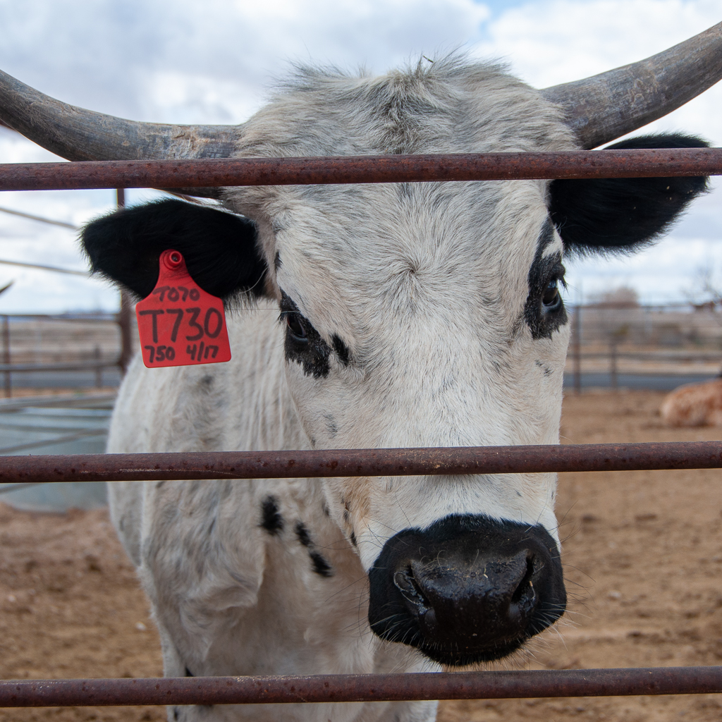 livestock at New Mexico Farm Museum Las Cruces