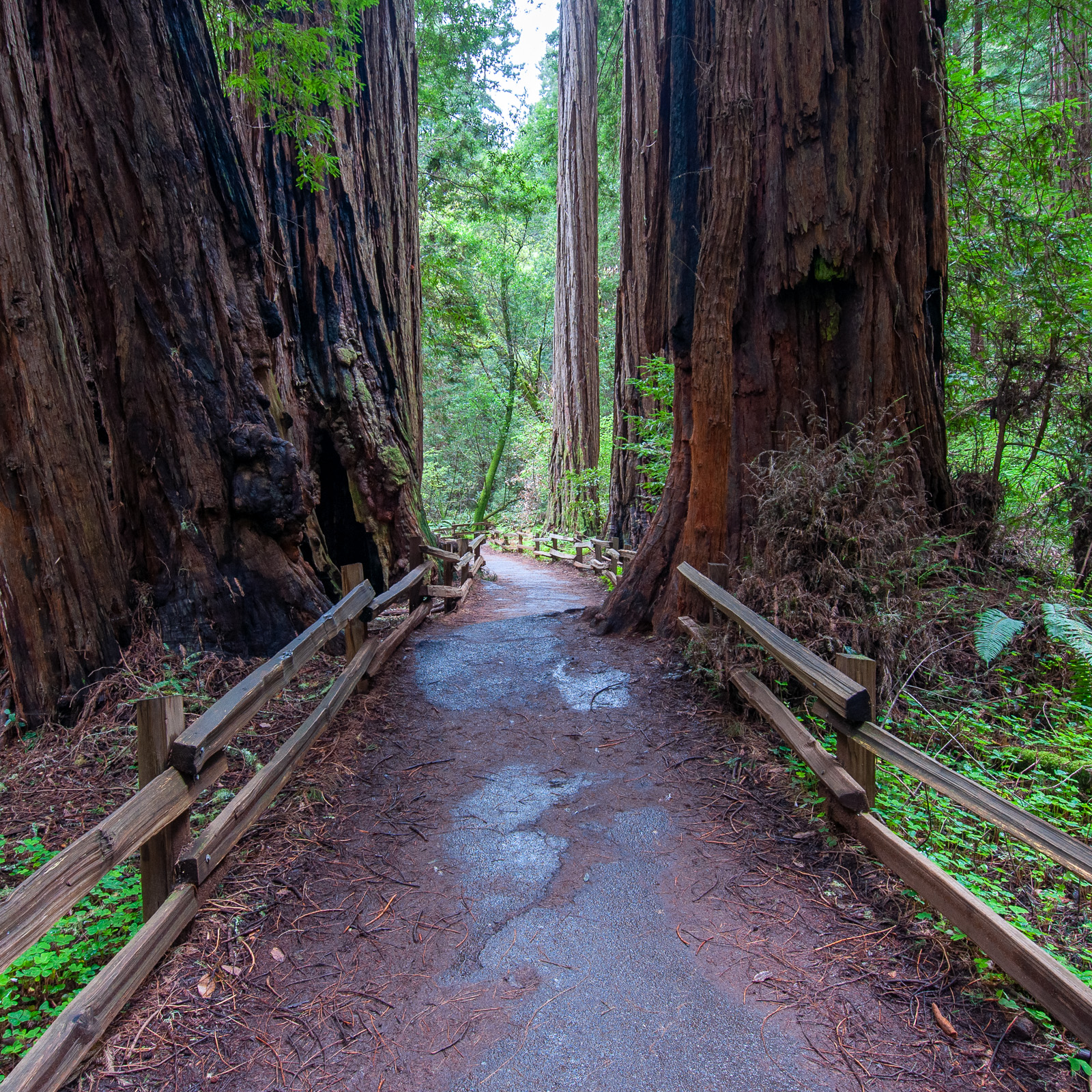 can i visit muir woods