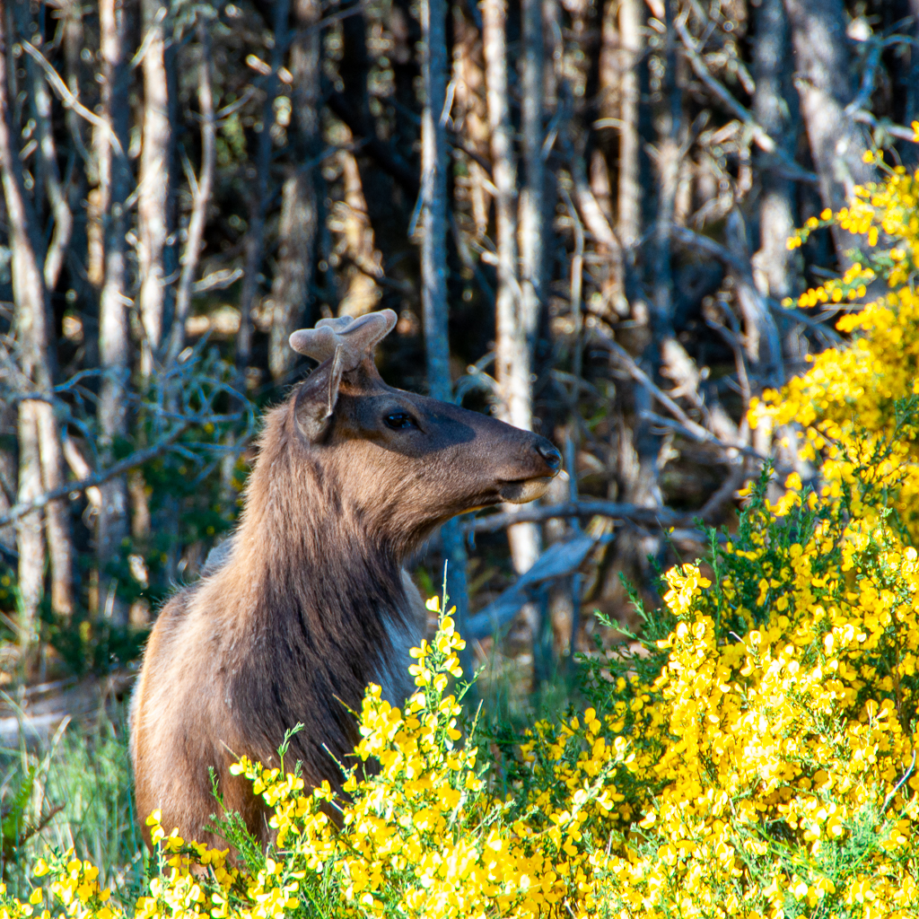 Spring Elk Fort Stevens State Park