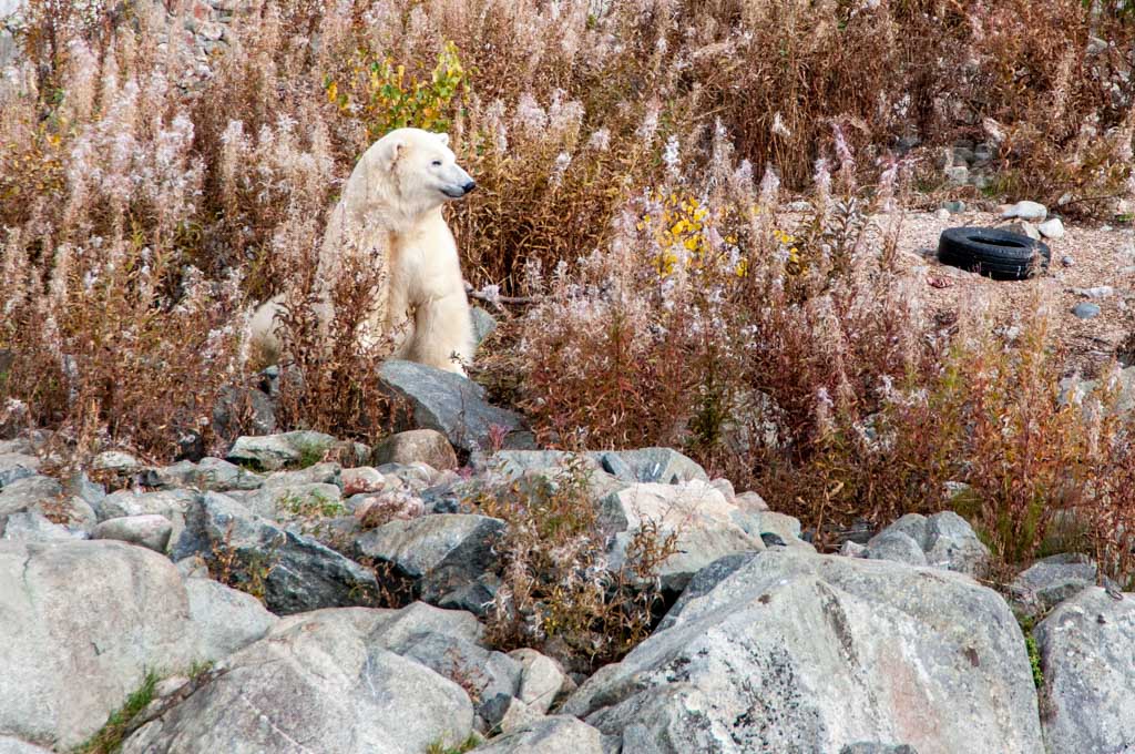Polar Bear in Ranua Wildlife Park