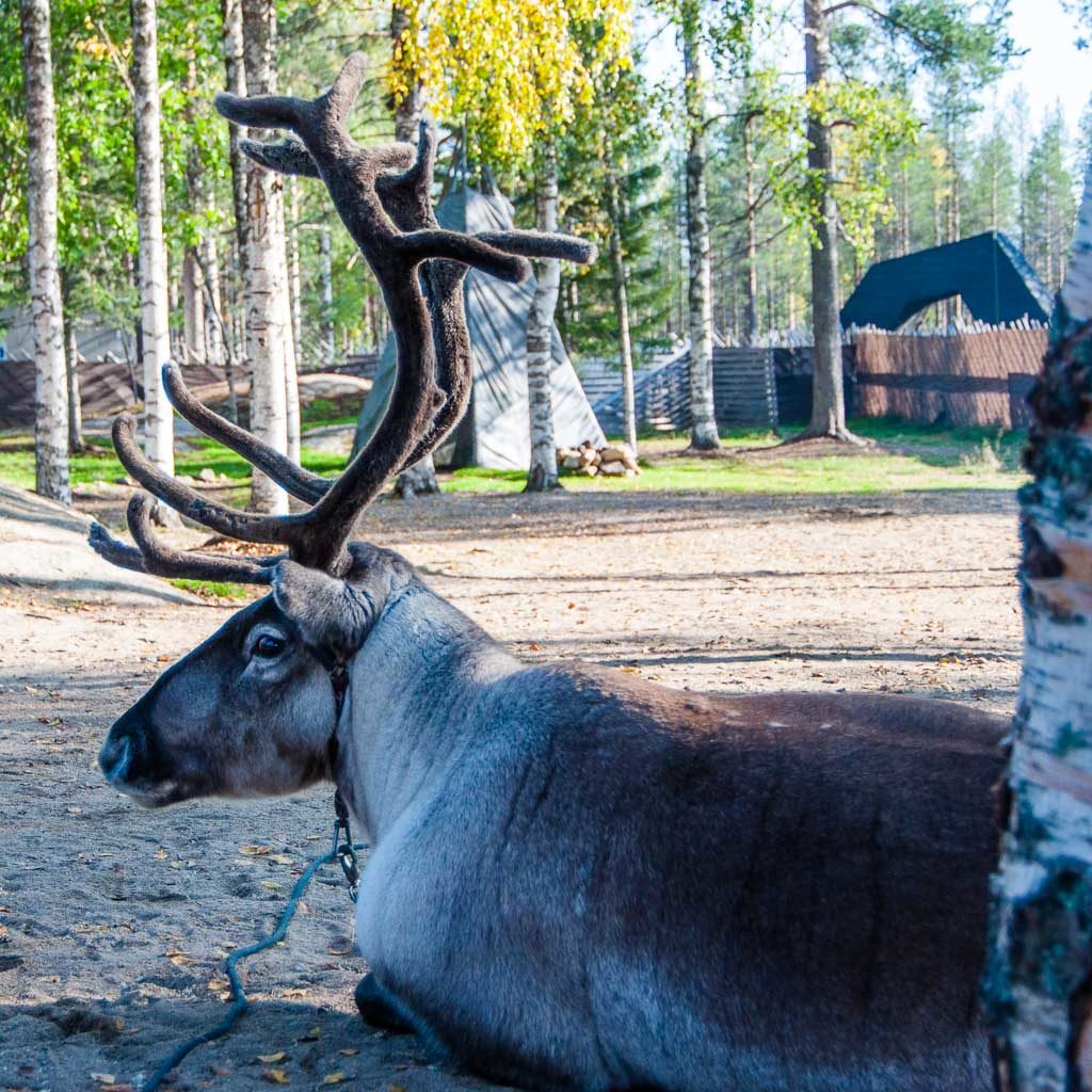 Seeing Reindeer in Finland