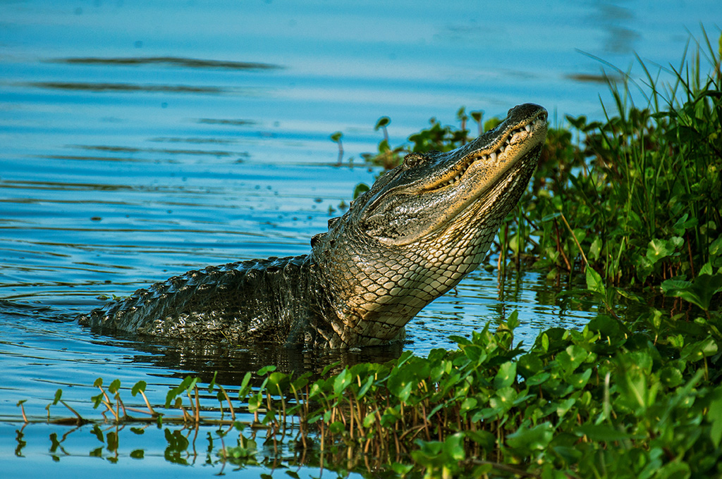 Visiting National Parks Florida Everglades