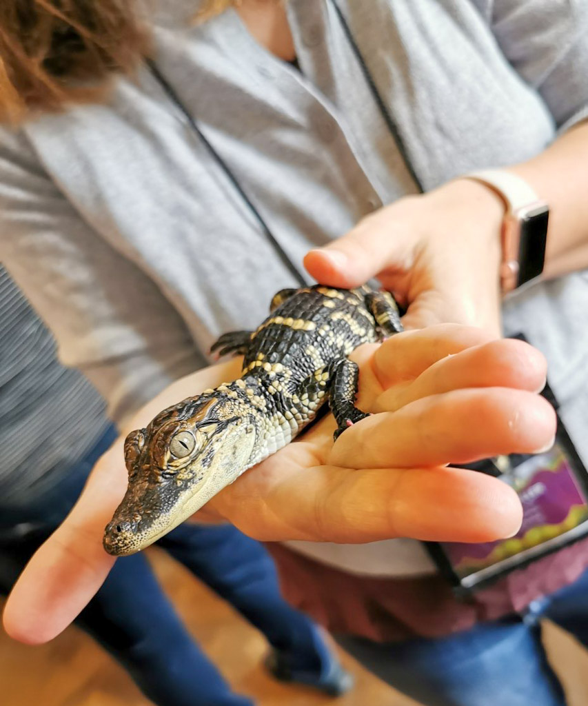 Gator Chateau at Jeff Davis Parish you can hold baby alligators