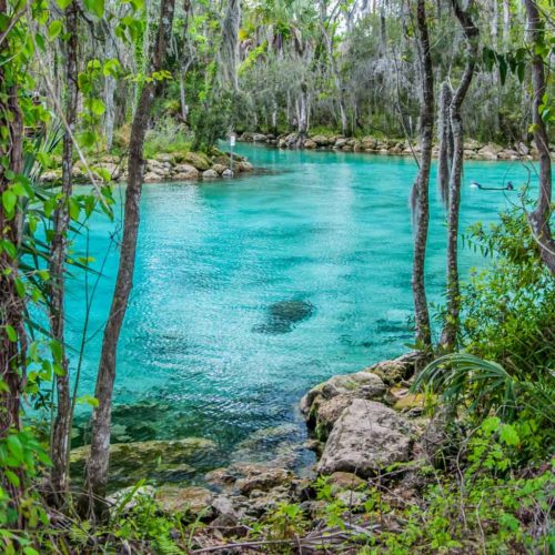 Where to see Manatees in Crystal River | Dotting the Map