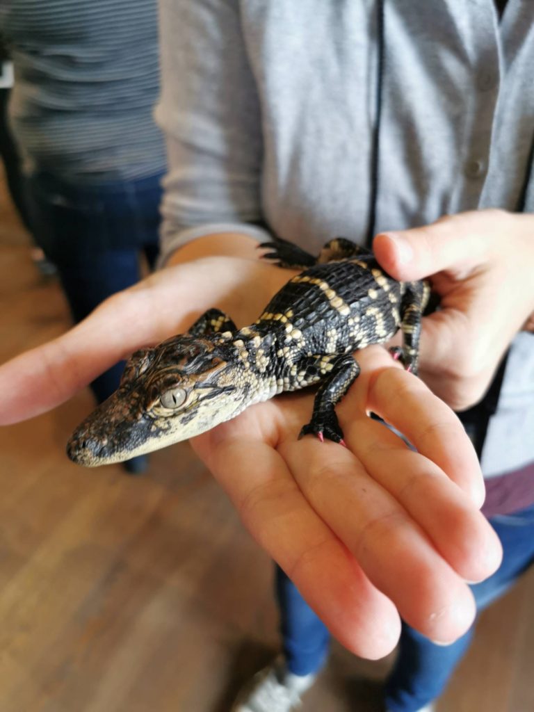 Baby Alligator at Gator Chateau